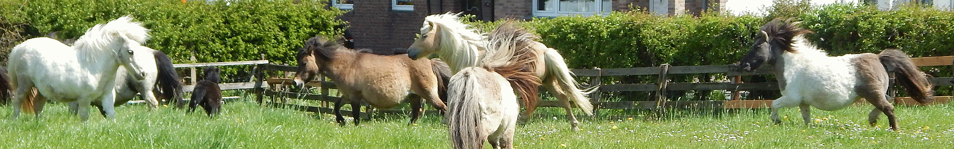 Shettygestüt Many Minis Aachen Bassauer | Palomino